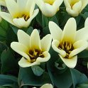 Tulipa fosteriana 'Concerto' PB 2